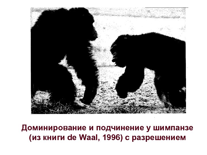 Доминирование и подчинение у шимпанзе (из книги de Waal, 1996) с разрешением 