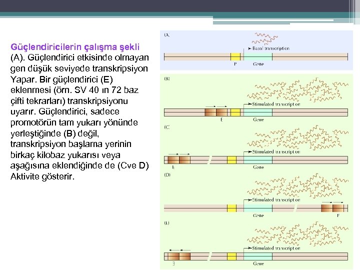 Güçlendiricilerin çalışma şekli (A). Güçlendirici etkisinde olmayan gen düşük seviyede transkripsiyon Yapar. Bir güçlendirici