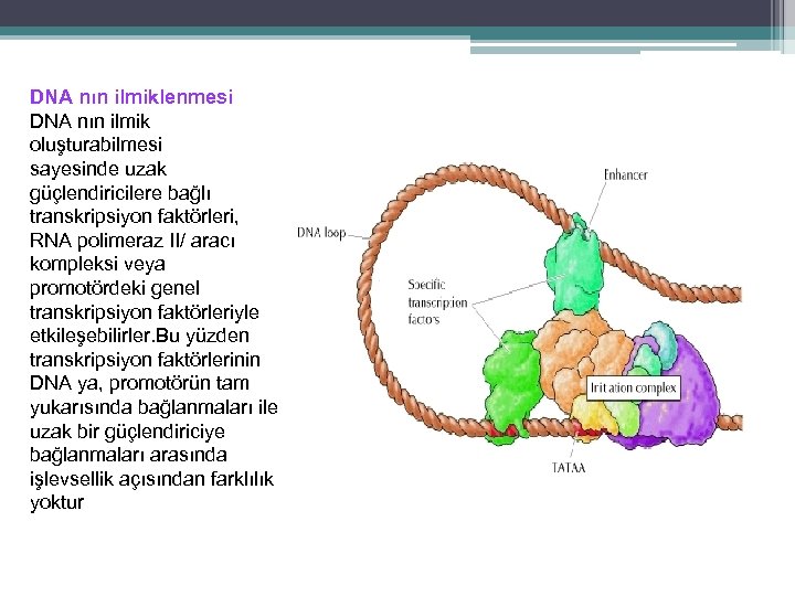 DNA nın ilmiklenmesi DNA nın ilmik oluşturabilmesi sayesinde uzak güçlendiricilere bağlı transkripsiyon faktörleri, RNA