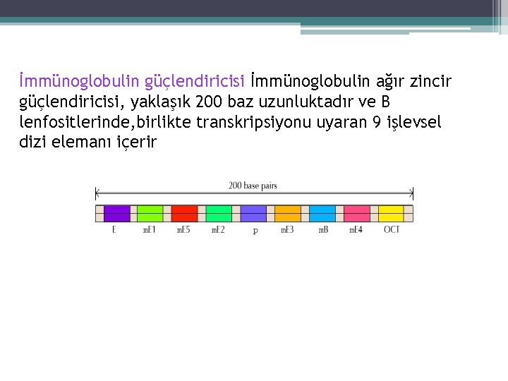 İmmünoglobulin güçlendiricisi İmmünoglobulin ağır zincir güçlendiricisi, yaklaşık 200 baz uzunluktadır ve B lenfositlerinde, birlikte