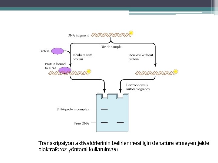 Transkripsiyon aktivatörlerinin belirlenmesi için denatüre etmeyen jelde elektroforez yöntemi kullanılması 