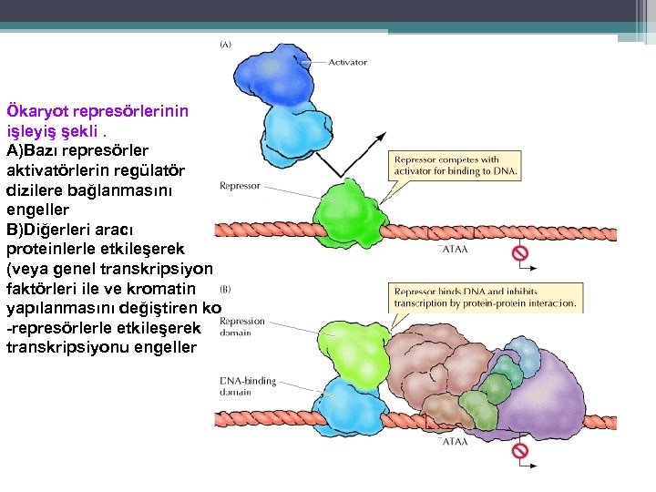 Ökaryot represörlerinin işleyiş şekli. A)Bazı represörler aktivatörlerin regülatör dizilere bağlanmasını engeller B)Diğerleri aracı proteinlerle