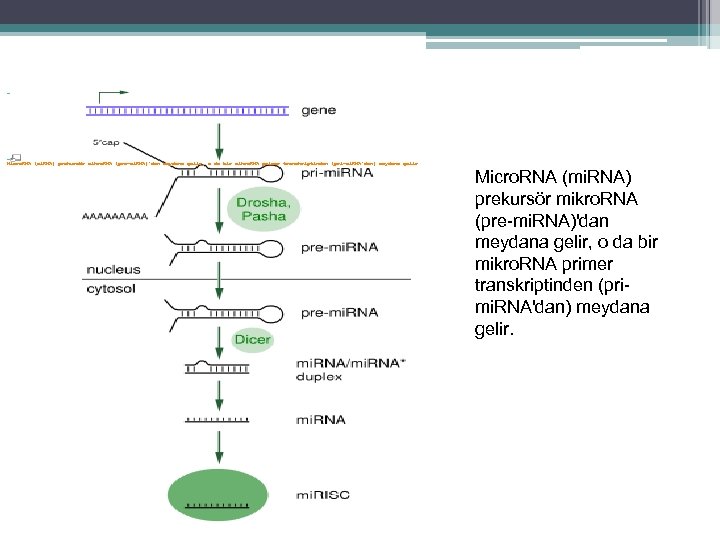  Micro. RNA (mi. RNA) prekursör mikro. RNA (pre-mi. RNA)'dan meydana gelir, o da