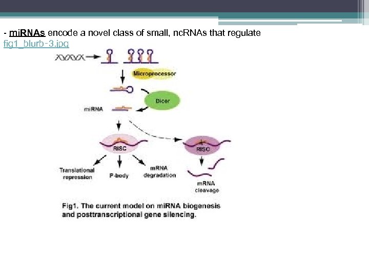 - mi. RNAs encode a novel class of small, nc. RNAs that regulate fig