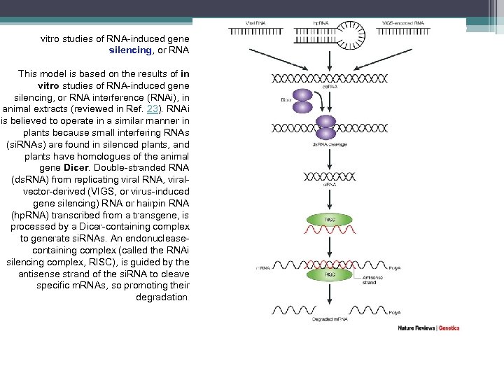 vitro studies of RNA-induced gene silencing, or RNA This model is based on the