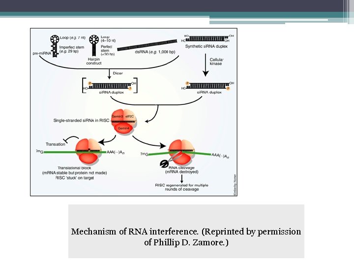 Mechanism of RNA interference. (Reprinted by permission of Phillip D. Zamore. ) 