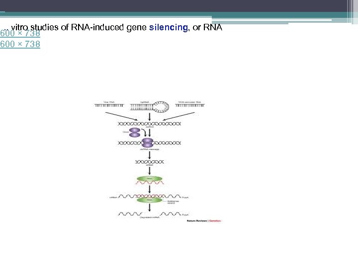  . . vitro studies of RNA-induced gene silencing, or RNA 600 × 738