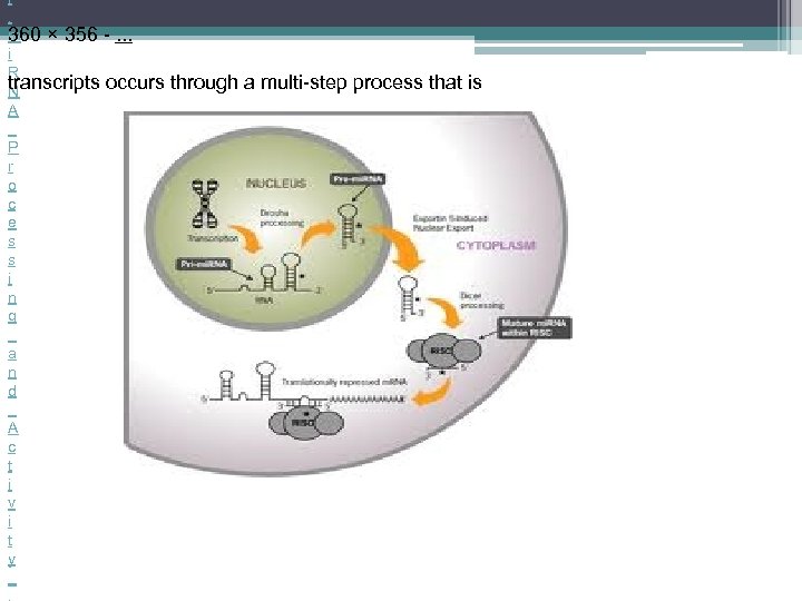 f. m 360 × 356 -. . . i R transcripts occurs through a