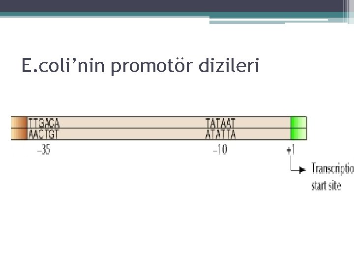 E. coli’nin promotör dizileri 