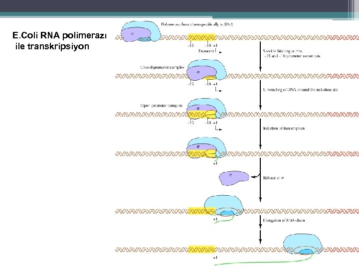 E. Coli RNA polimerazı ile transkripsiyon 