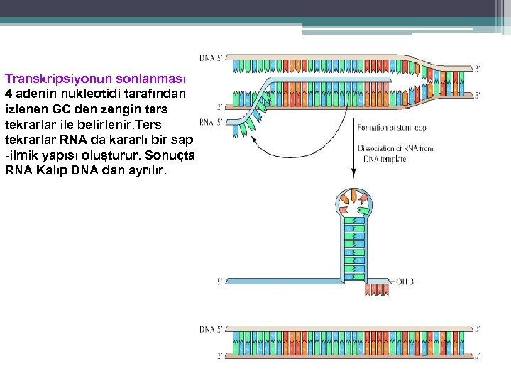 Transkripsiyonun sonlanması 4 adenin nukleotidi tarafından izlenen GC den zengin ters tekrarlar ile belirlenir.