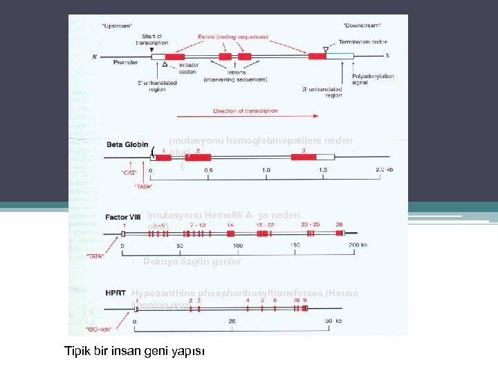 ( (mutasyonu hemoglobinopatilere neden olur) ( (mutasyonu Hemofili A ya neden olur) Dokuya özgün