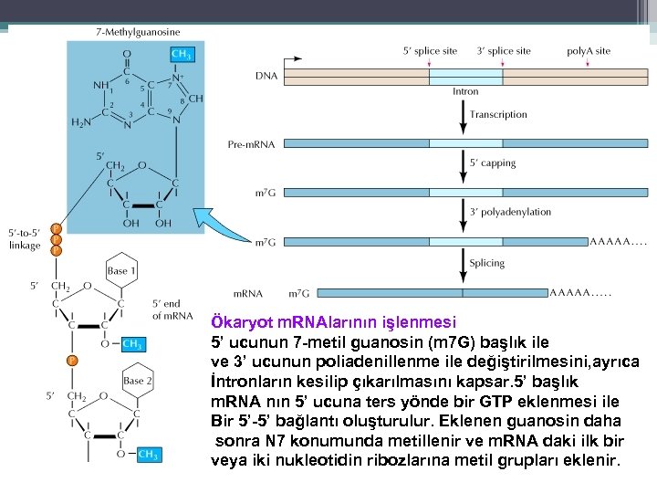 Ökaryot m. RNAlarının işlenmesi 5’ ucunun 7 -metil guanosin (m 7 G) başlık ile