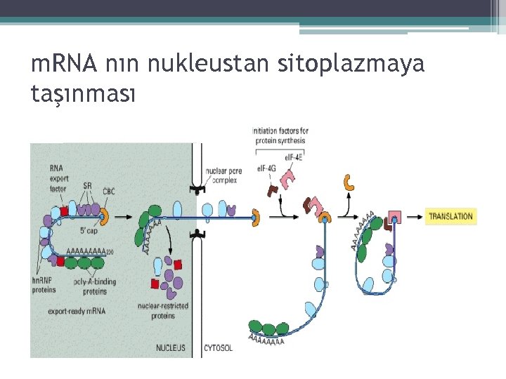 m. RNA nın nukleustan sitoplazmaya taşınması 