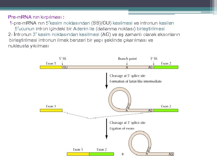 Pre-m. RNA nın kırpılması : 1 -pre-m. RNA nın 5’kesim noktasından (SS)(GU) kesilmesi ve