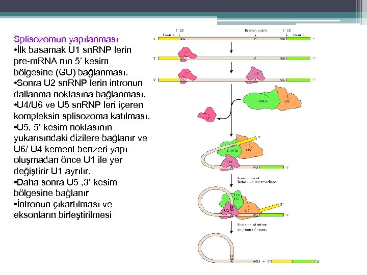 Splisozomun yapılanması • İlk basamak U 1 sn. RNP lerin pre-m. RNA nın 5’