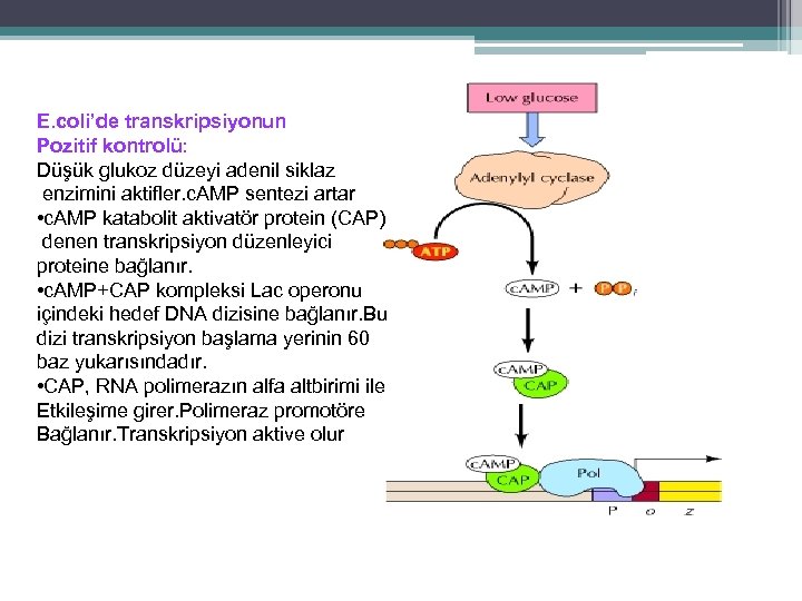 E. coli’de transkripsiyonun Pozitif kontrolü: Düşük glukoz düzeyi adenil siklaz enzimini aktifler. c. AMP