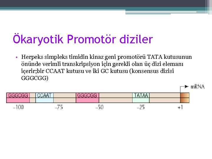 Ökaryotik Promotör diziler • Herpeks simpleks timidin kinaz geni promotörü TATA kutusunun önünde verimli