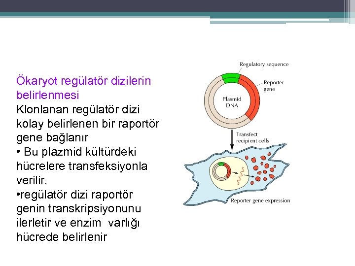 Ökaryot regülatör dizilerin belirlenmesi Klonlanan regülatör dizi kolay belirlenen bir raportör gene bağlanır •