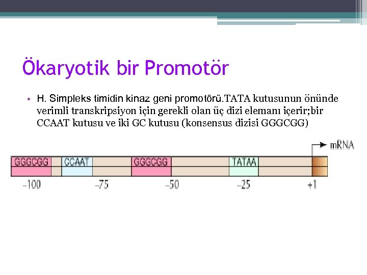 Ökaryotik bir Promotör • H. Simpleks timidin kinaz geni promotörü. TATA kutusunun önünde verimli