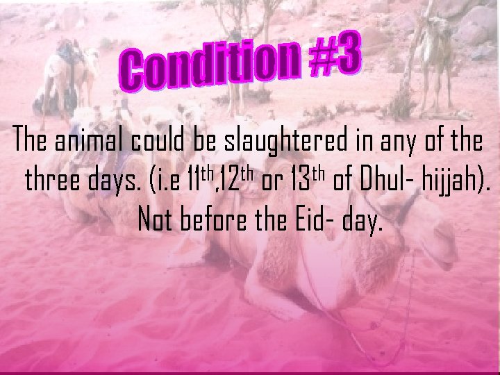 The animal could be slaughtered in any of the th, 12 th or 13