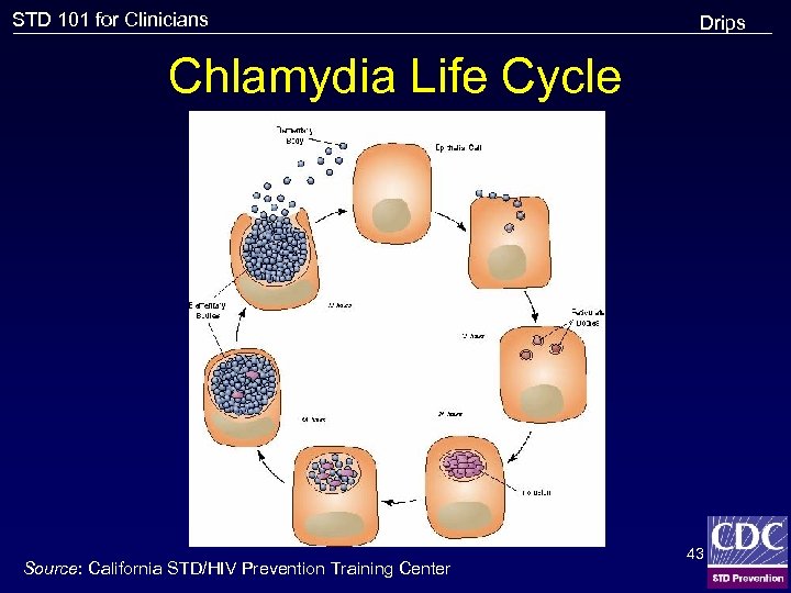 STD 101 for Clinicians Drips Chlamydia Life Cycle Source: California STD/HIV Prevention Training Center