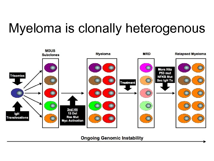 Myeloma is clonally heterogenous 