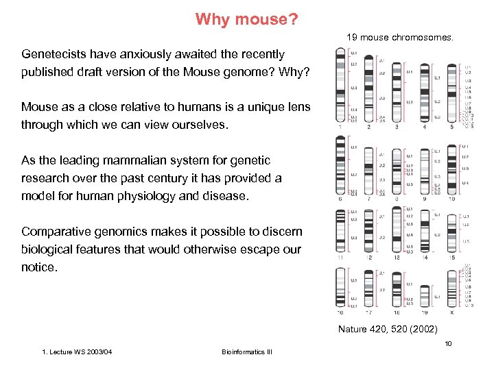 Why mouse? 19 mouse chromosomes. Genetecists have anxiously awaited the recently published draft version