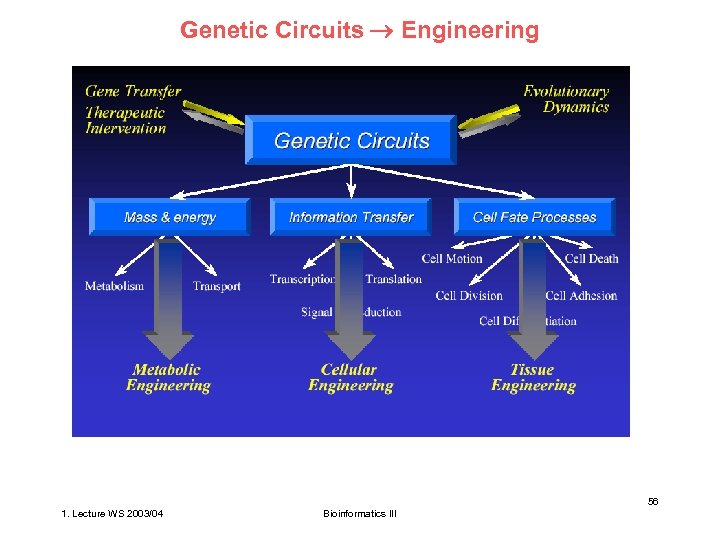 Genetic Circuits Engineering 56 1. Lecture WS 2003/04 Bioinformatics III 
