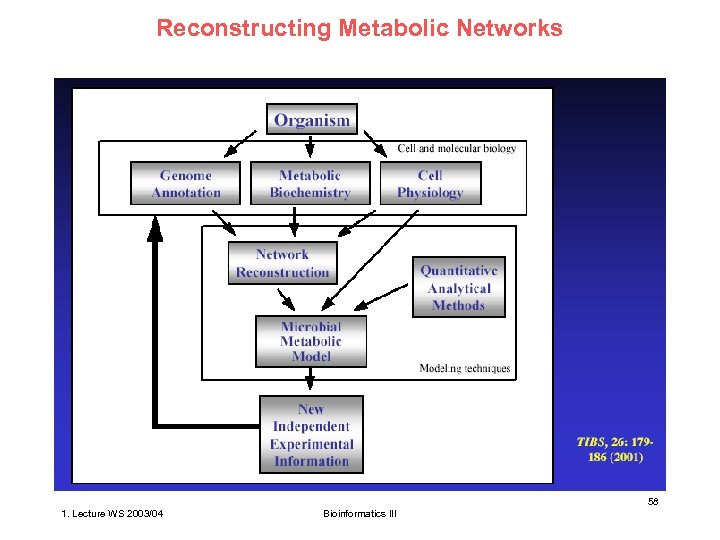 Reconstructing Metabolic Networks 58 1. Lecture WS 2003/04 Bioinformatics III 