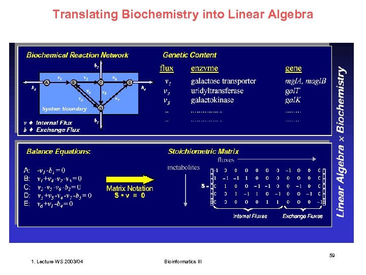 Translating Biochemistry into Linear Algebra 59 1. Lecture WS 2003/04 Bioinformatics III 
