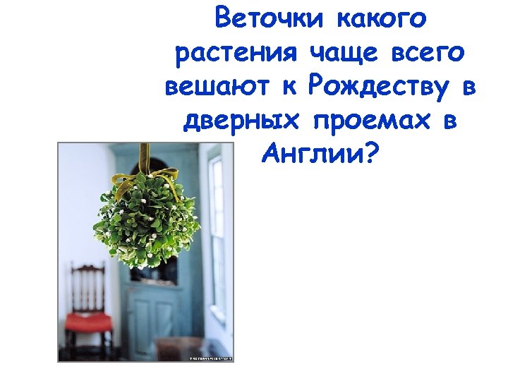 Веточки какого растения чаще всего вешают к Рождеству в дверных проемах в Англии? 
