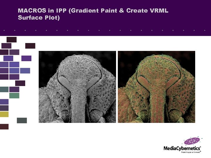 MACROS in IPP (Gradient Paint & Create VRML Surface Plot) 