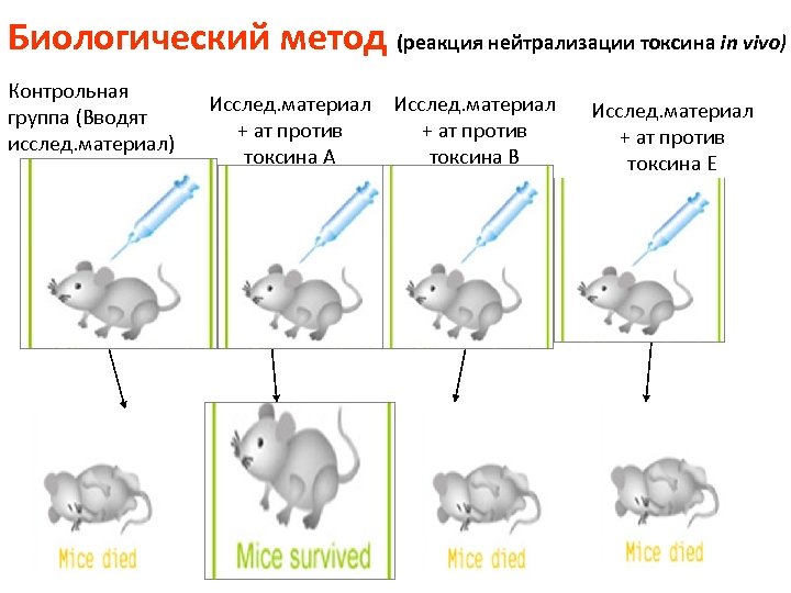 Биологический метод (реакция нейтрализации токсина in vivo) Контрольная группа (Вводят исслед. материал) Исслед. материал