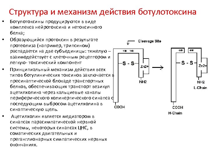 Структура и механизм действия ботулотоксина • • Ботулотоксины продуцируются в виде комплекса нейротоксина и