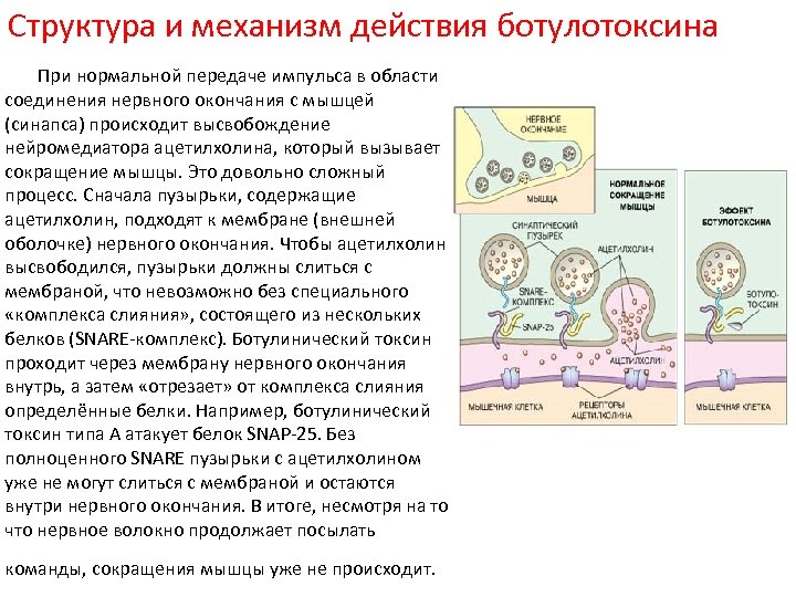 Структура и механизм действия ботулотоксина При нормальной передаче импульса в области соединения нервного окончания