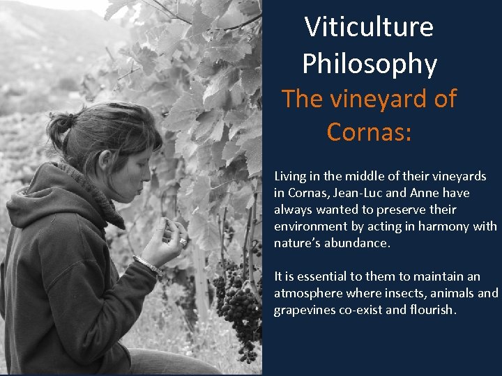 Viticulture Philosophy The vineyard of Cornas: Living in the middle of their vineyards in