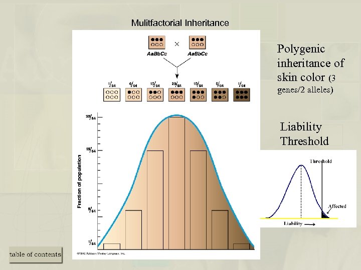 Mulitfactorial Inheritance Polygenic inheritance of skin color (3 genes/2 alleles) Liability Threshold 