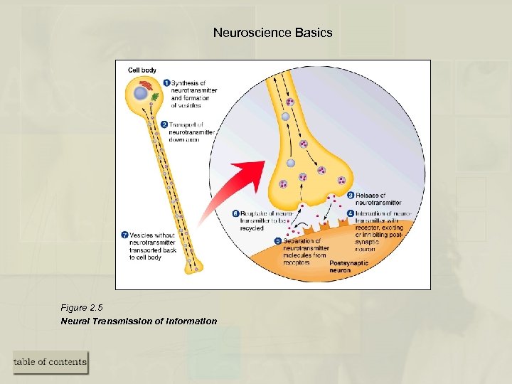 Neuroscience Basics Figure 2. 5 Neural Transmission of information 