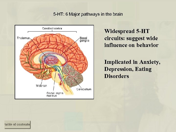5 -HT: 6 Major pathways in the brain Widespread 5 -HT circuits: suggest wide