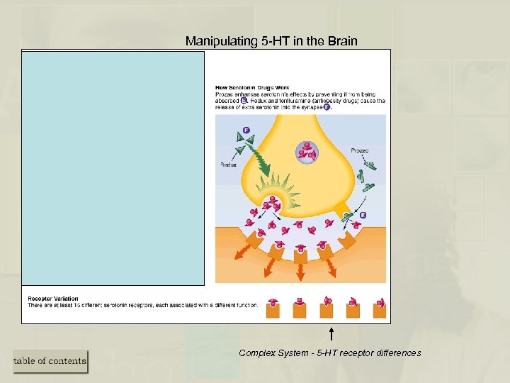 Manipulating 5 -HT in the Brain Complex System - 5 -HT receptor differences 