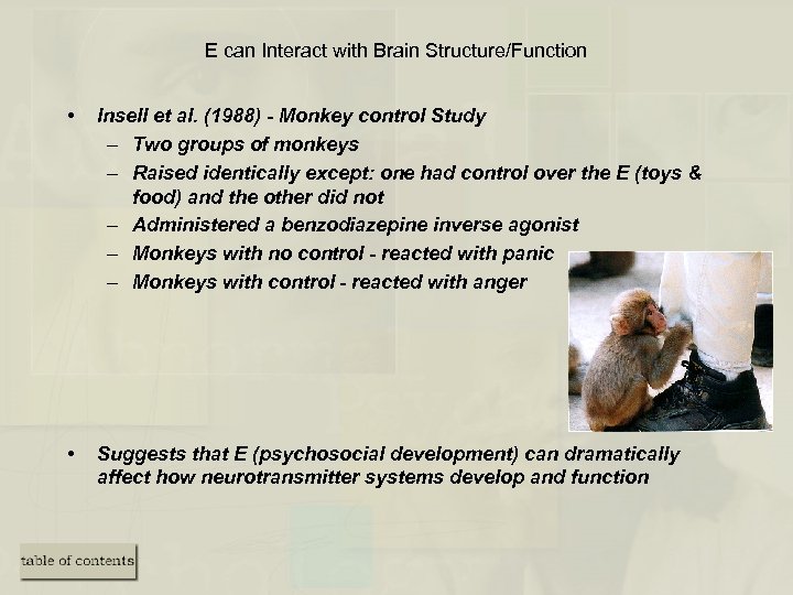 E can Interact with Brain Structure/Function • Insell et al. (1988) - Monkey control
