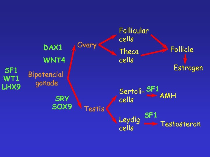 DAX 1 Ovary WNT 4 SF 1 Bipotencial WT 1 gonade LHX 9 SRY