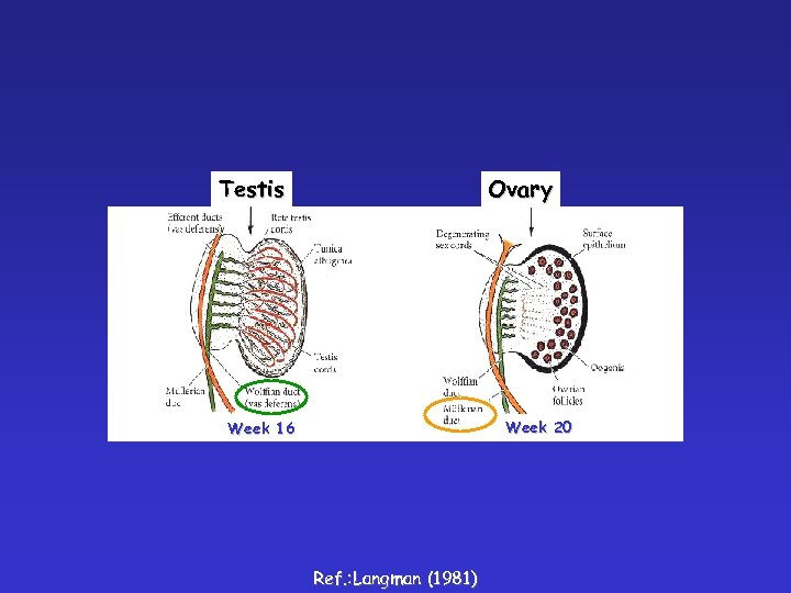 Testis Ovary Week 20 Week 16 Ref. : Langman (1981) 