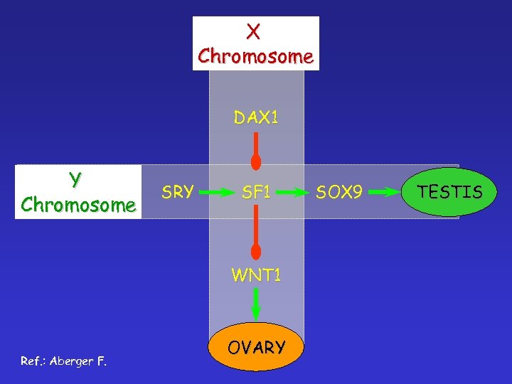 X Chromosome DAX 1 Y Chromosome SRY SF 1 WNT 1 Ref. : Aberger