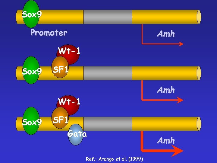 Sox 9 Promoter Amh Wt-1 Sox 9 SF 1 Gata Ref. : Arango et