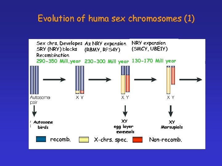 Evolution of huma sex chromosomes (1) Sex chrs. Developes SRY (NRY) blocks Recombination 290