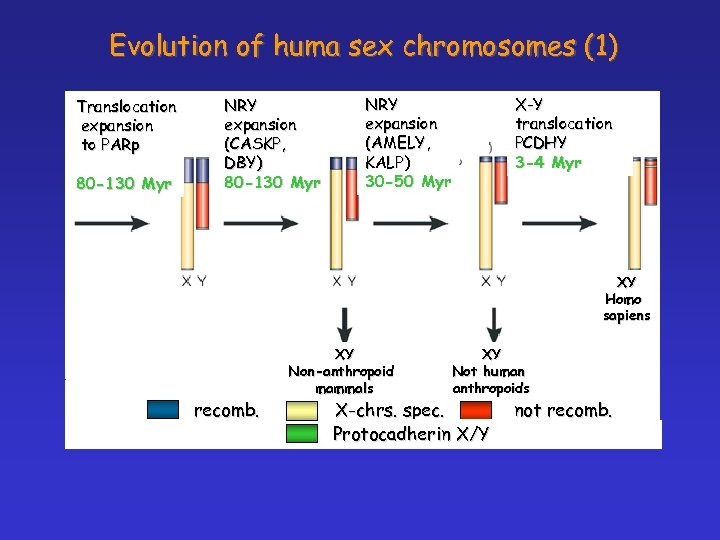 Evolution of huma sex chromosomes (1) Translocation expansion to PARp 80 -130 Myr NRY