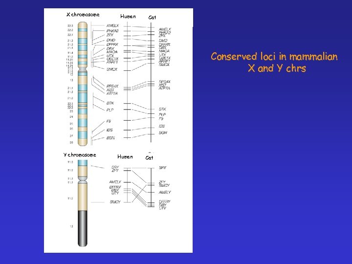 X chromosome Human Cat Conserved loci in mammalian X and Y chrs Y chromosome