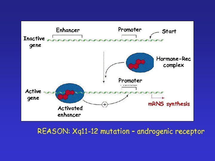 Enhancer Promoter Inactive gene Start Hormone-Rec complex Promoter Active gene Activated enhancer m. RNS